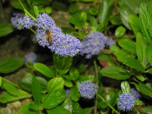 C’était hier : Abeilles et fleurs