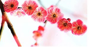 C’était hier : un arbre mellifère