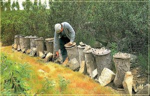 C’était hier : La chasse à l’essaim sauvage