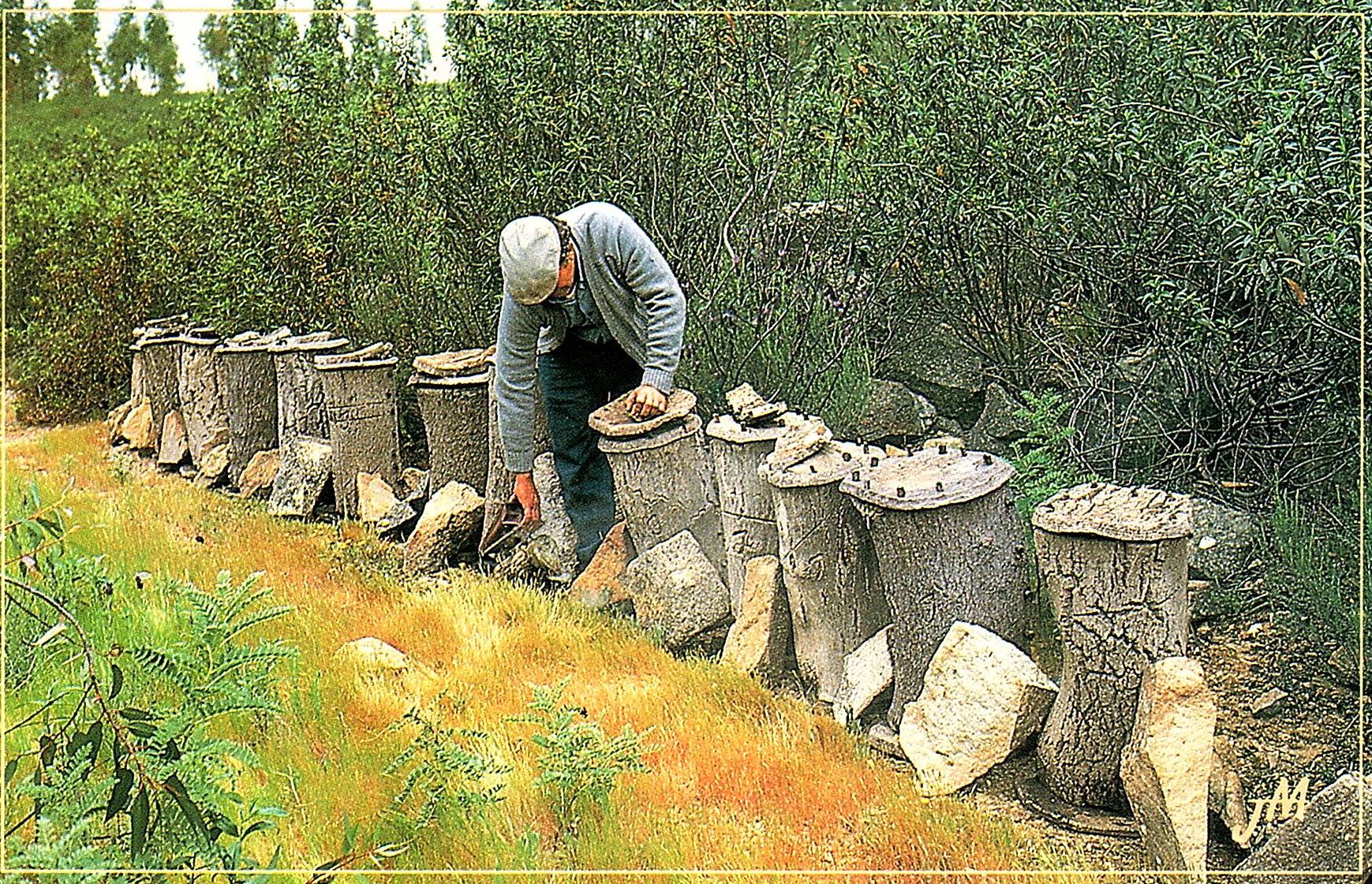 C’était hier : La chasse à l’essaim sauvage