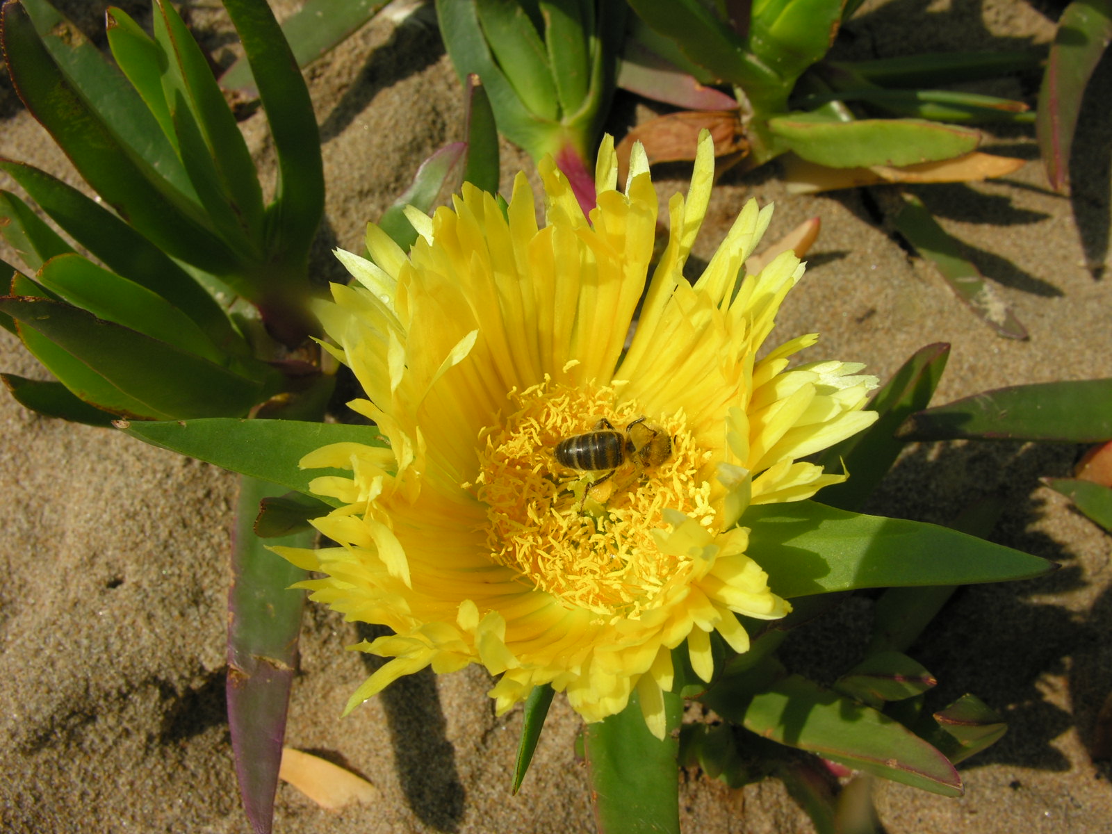 C’était hier ou aujourd&rsquo;hui : abeille et société …