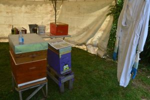Thème de l&rsquo;année 2021 : L’Apiculture à la mode !